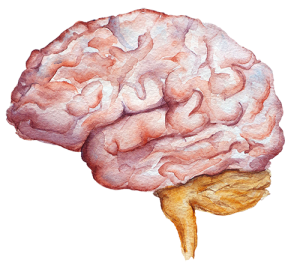 Brain